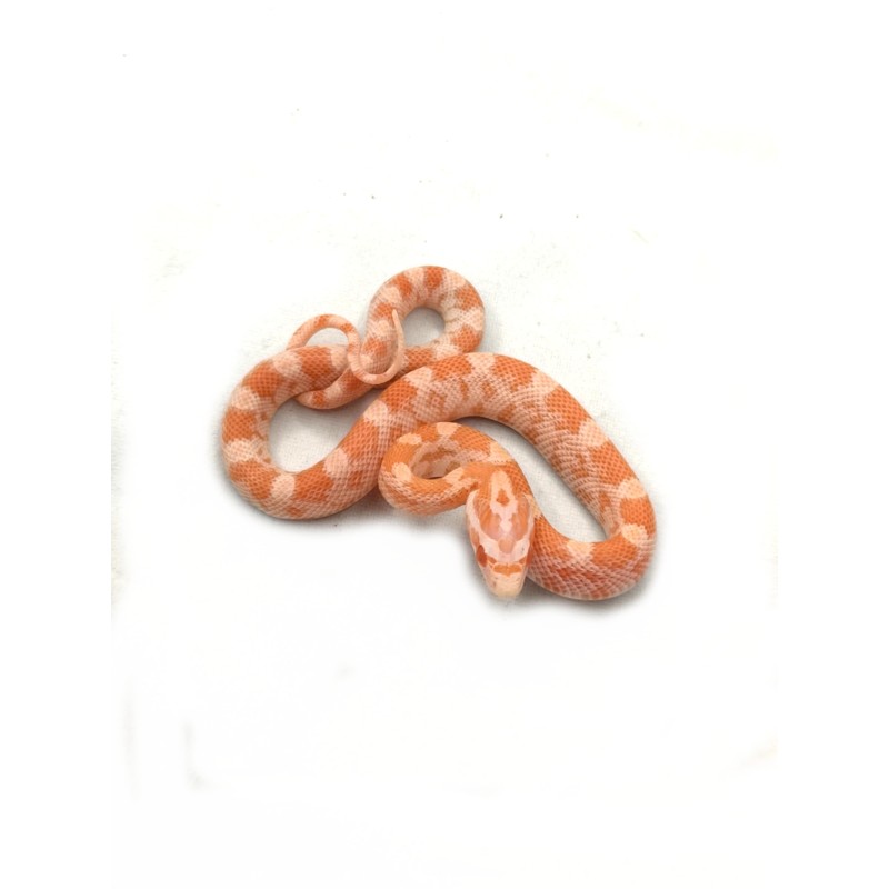 Wąż zbożowy (Pantherophis guttatus) - Albino | Zwierzęta | Vantis Terra Wąż zbożowy (Pantherophis guttatus) - Albino | Zwierzęta | Vantis Terra