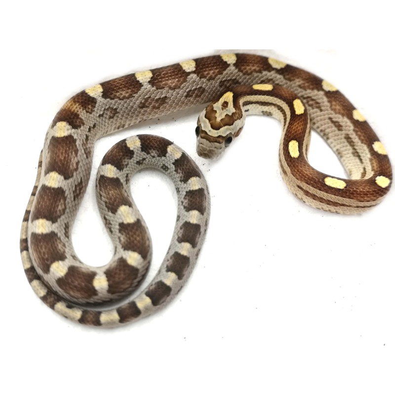 Wąż zbożowy (Pantherophis guttatus) - Caramel Motley het scaleless | Zwierzęta | Vantis Terra