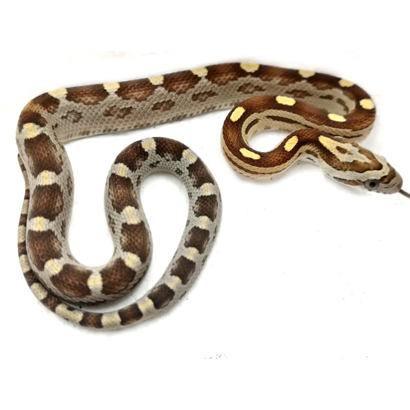 Wąż zbożowy (Pantherophis guttatus) - Caramel Motley het scaleless | Zwierzęta | Vantis Terra