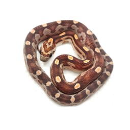 Wąż zbożowy (Pantherophis guttatus) - Motley het Scaleless Caramel