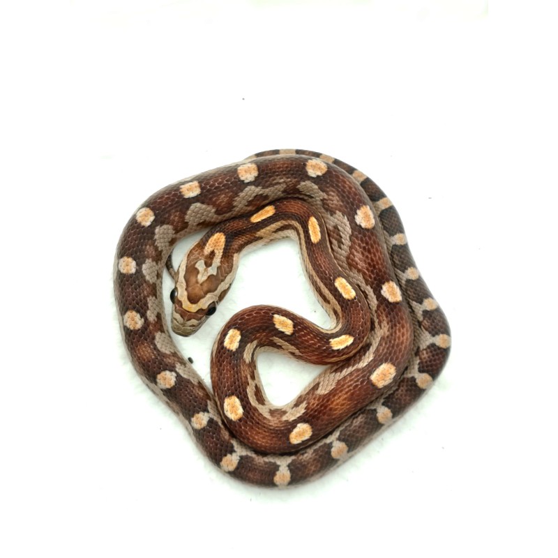 Wąż zbożowy (Pantherophis guttatus) - Motley het Scaleless Caramel | Węże | Vantis Terra Wąż zbożowy (Pantherophis guttatus) - Motley het Scaleless Caramel | Węże | Vantis Terra