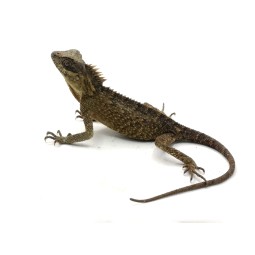 Agama rogata (Acanthosaura...