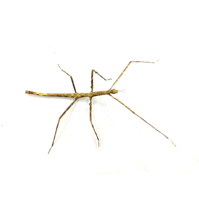 Patyczak rogaty (Medauroidea extradentata) | Pozostałe | Vantis Terra