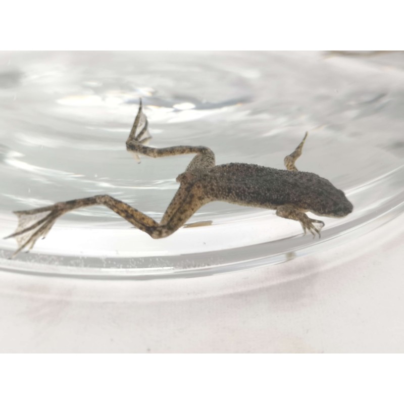 Karlik szponiasty (Hymenochirus boettgeri) - dorosły | Bezogonowe | Vantis Terra Karlik szponiasty (Hymenochirus boettgeri) - dorosły | Bezogonowe | Vantis Terra