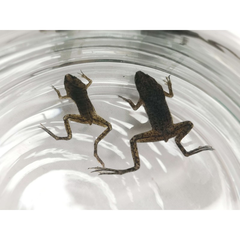 Karlik szponiasty (Hymenochirus boettgeri) - dorosły | Bezogonowe | Vantis Terra Karlik szponiasty (Hymenochirus boettgeri) - dorosły | Bezogonowe | Vantis Terra