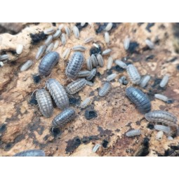 10x Armadillidium nasatum | Równonogi | Vantis Terra