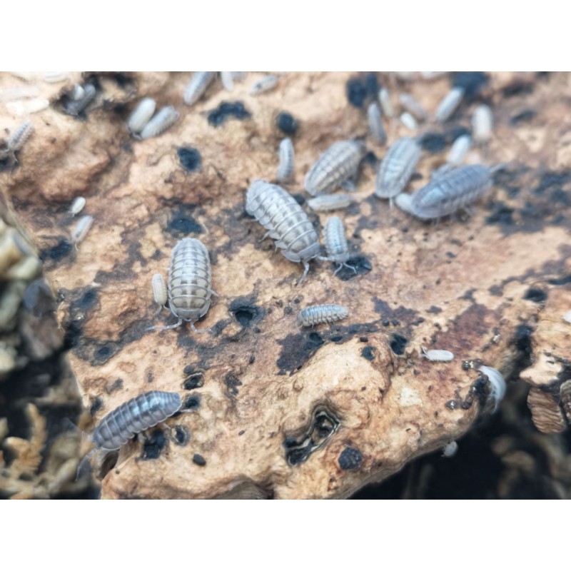 10x Armadillidium nasatum | R&oacute;wnonogi | Vantis Terra