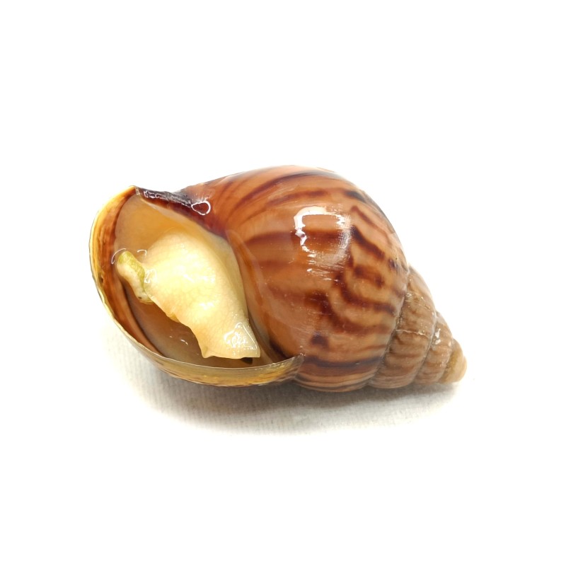 Ślimak Lissachatina fulica - albino body | Mięczaki | Vantis Terra