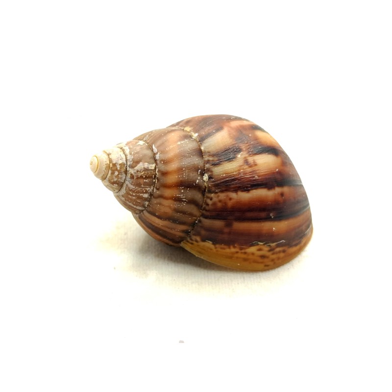 Ślimak Lissachatina fulica - albino body | Mięczaki | Vantis Terra