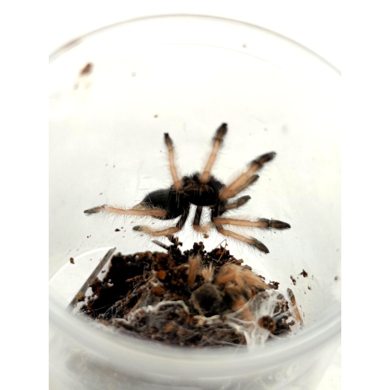Psalmopoeus pulcher L4 | Ptaszniki | Vantis Terra Psalmopoeus pulcher L4 | Ptaszniki | Vantis Terra