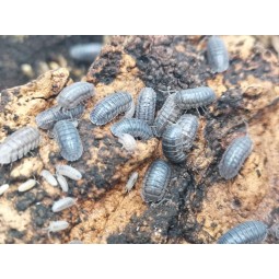 10x Armadillidium nasatum | Równonogi | Vantis Terra