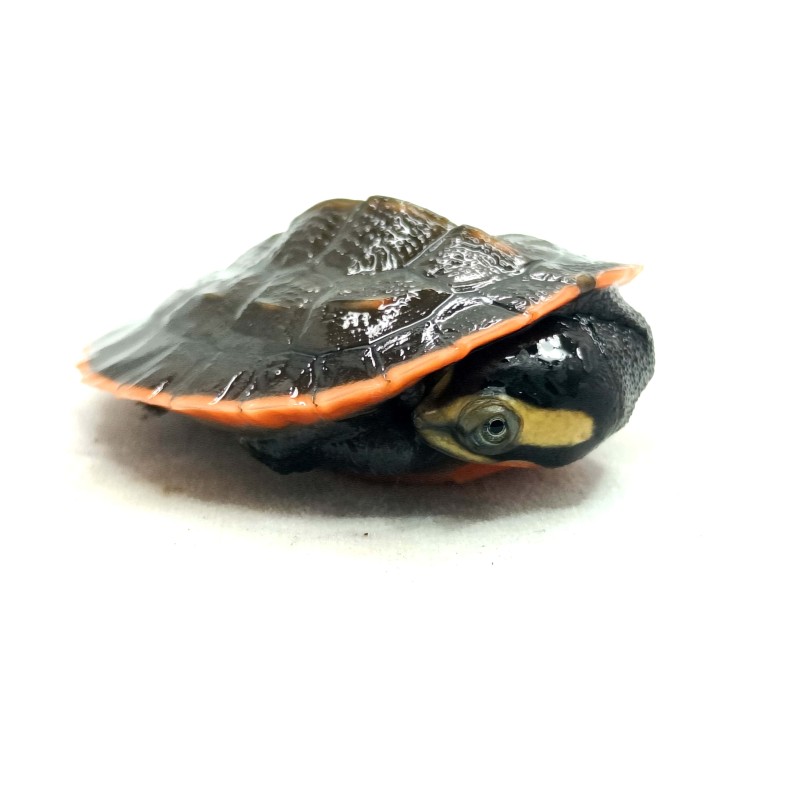 Emydura różowobrzucha (Emydura subglobosa) | Żółwie | Vantis Terra