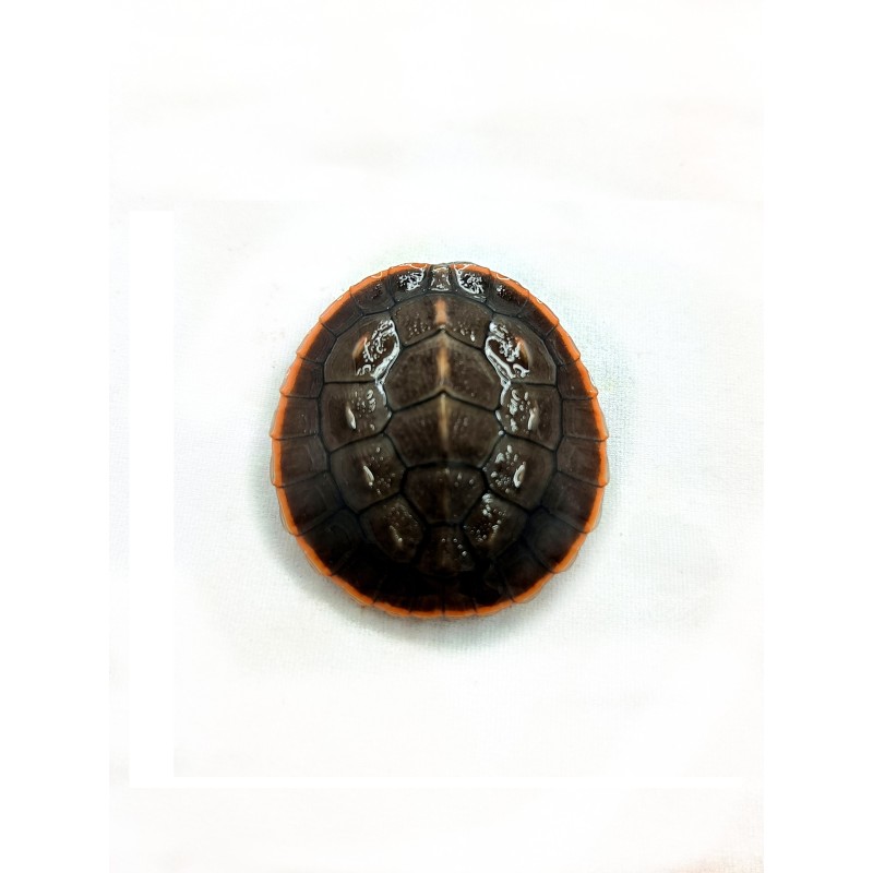 Emydura różowobrzucha (Emydura subglobosa) | Żółwie | Vantis Terra Emydura różowobrzucha (Emydura subglobosa) | Żółwie | Vantis Terra