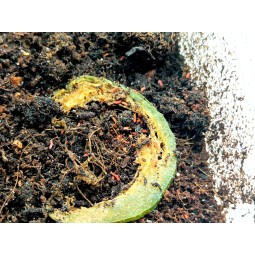 Yuukianura aphoruroides...