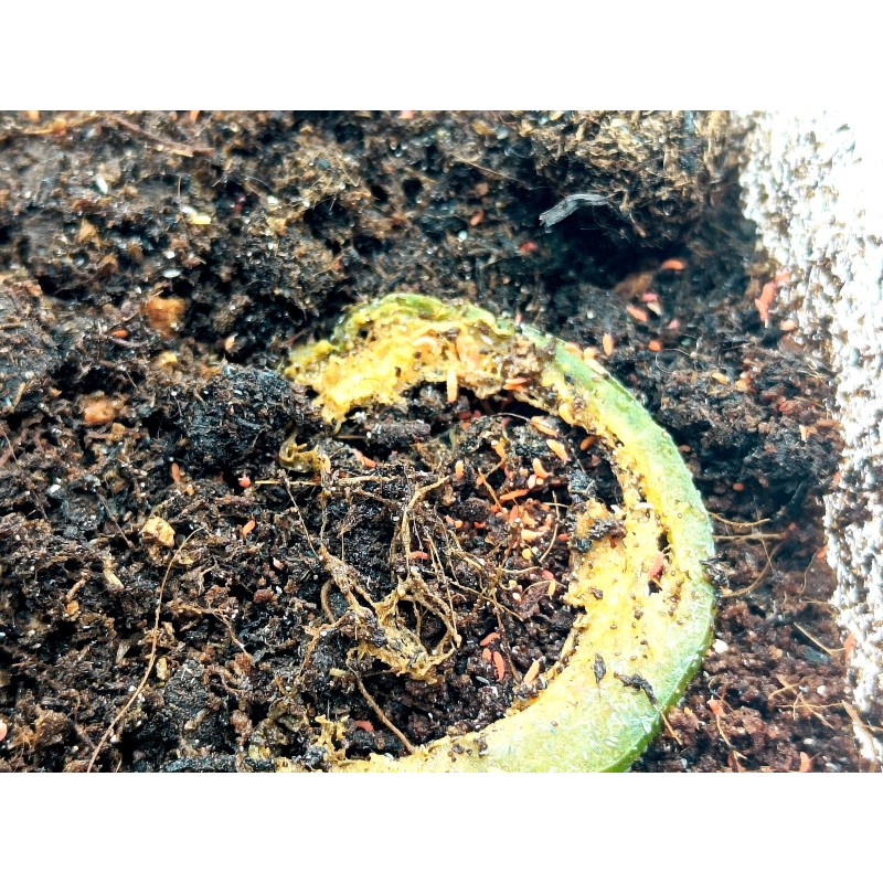 Yuukianura aphoruroides Pomarańczowe skoczogonki - 30ml (+-20szt.) | Pozostałe | Vantis Terra