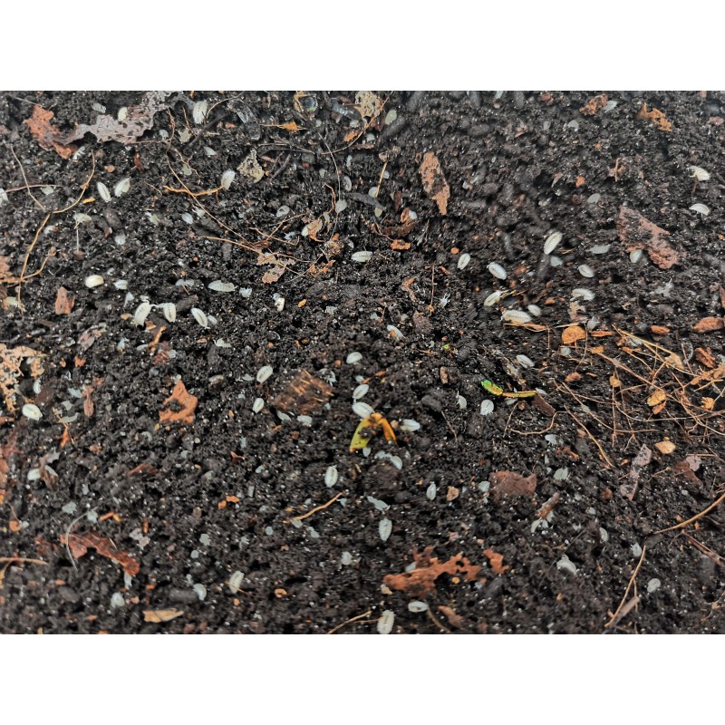 Stonogi tropikalne (Trichorhina tomentosa) 150ml | R&oacute;wnonogi | Vantis Terra