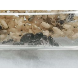 Lasius niger