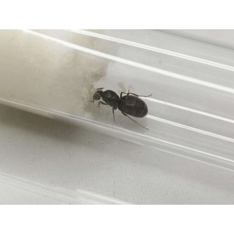 Lasius niger | Mr&oacute;wki | Vantis Terra