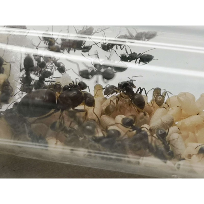 Lasius niger | Mr&oacute;wki | Vantis Terra