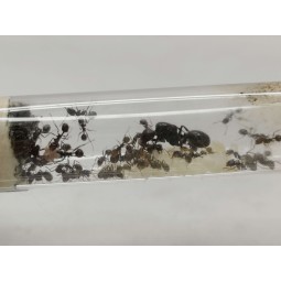 Hodowla mrówek | Vantis Terra