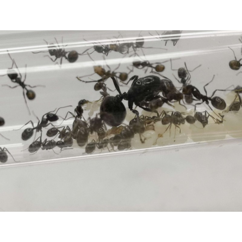 Messor barbarus | Mr&oacute;wki | Vantis Terra