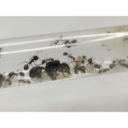 Messor barbarus | Mrówki | Vantis Terra