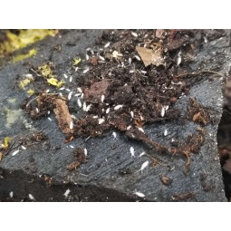 Zwierzęta | Vantis Terra