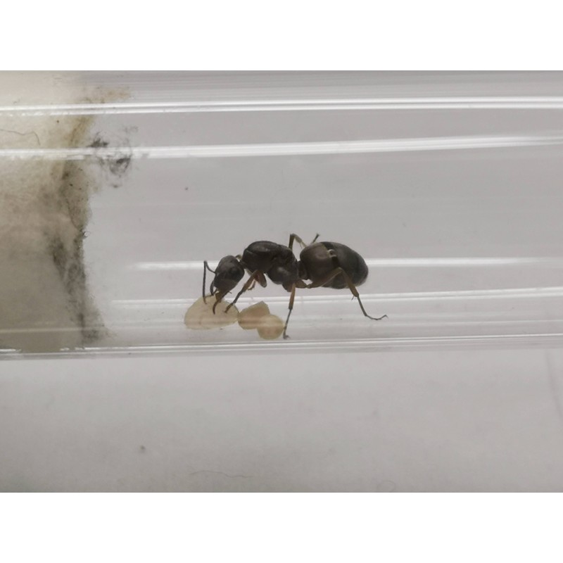 Formica cinerea | Mrówki | Vantis Terra