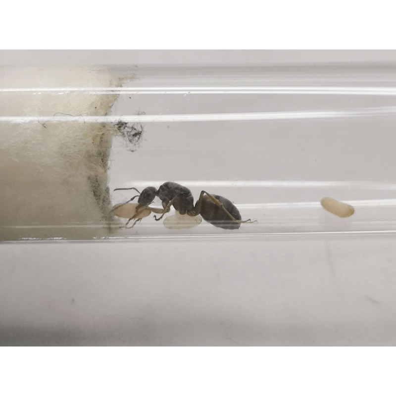 Formica cinerea | Mr&oacute;wki | Vantis Terra