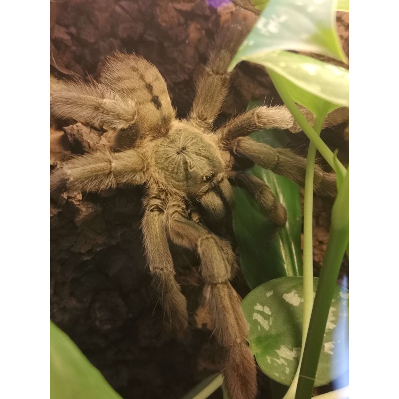 Psalmopoeus cambridgei - samica 2DC | Ptaszniki | Vantis Terra Psalmopoeus cambridgei - samica 2DC | Ptaszniki | Vantis Terra
