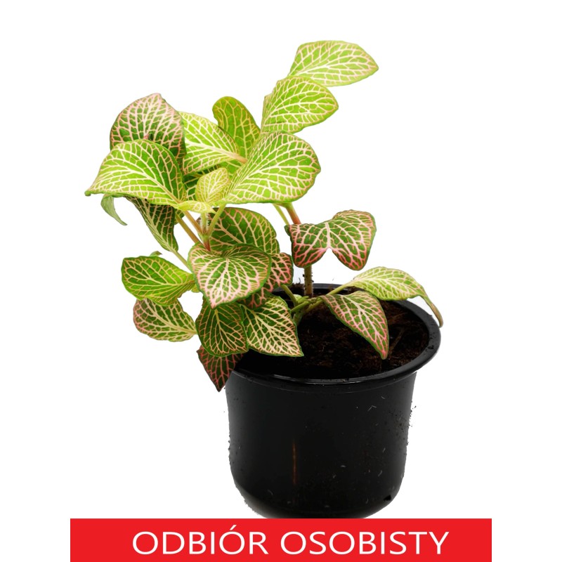 Fitonia "Red Angel" (Fittonia) | Żywe | Vantis Terra