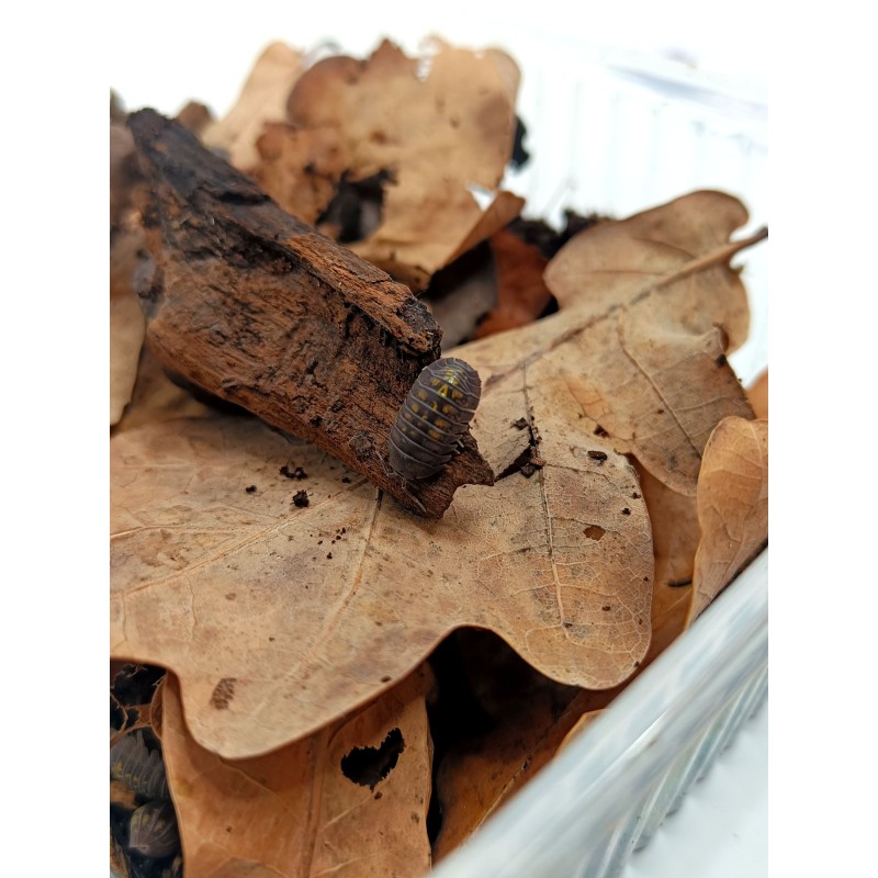 10x Armadillidium granulatum | R&oacute;wnonogi | Vantis Terra