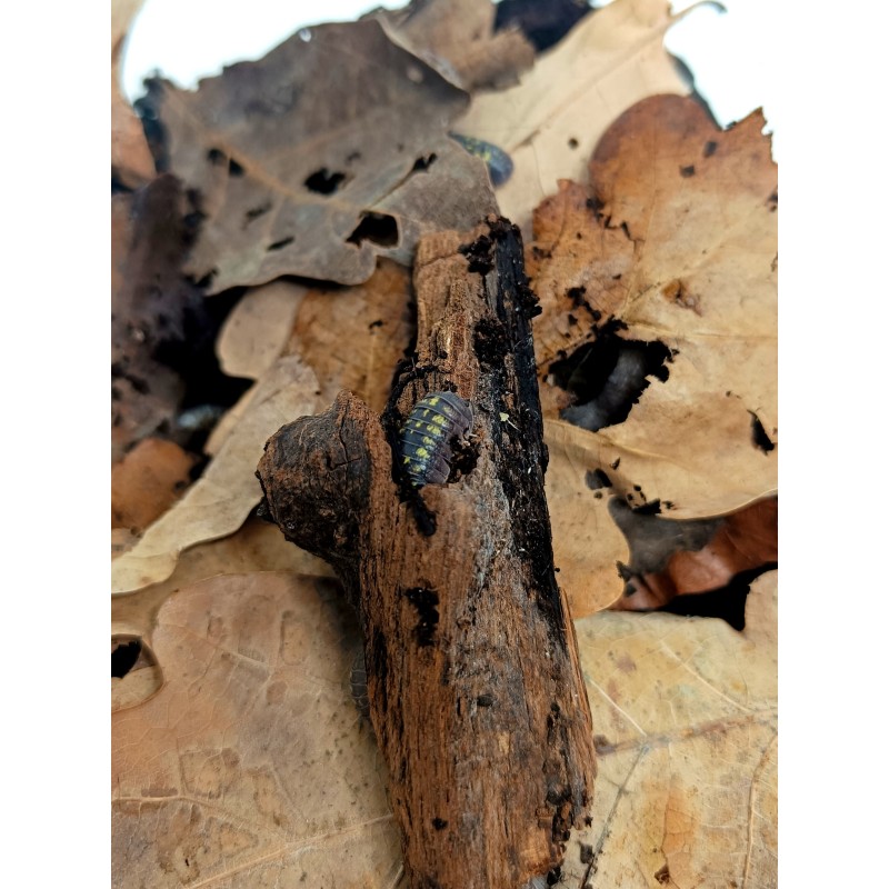 10x Armadillidium granulatum | R&oacute;wnonogi | Vantis Terra