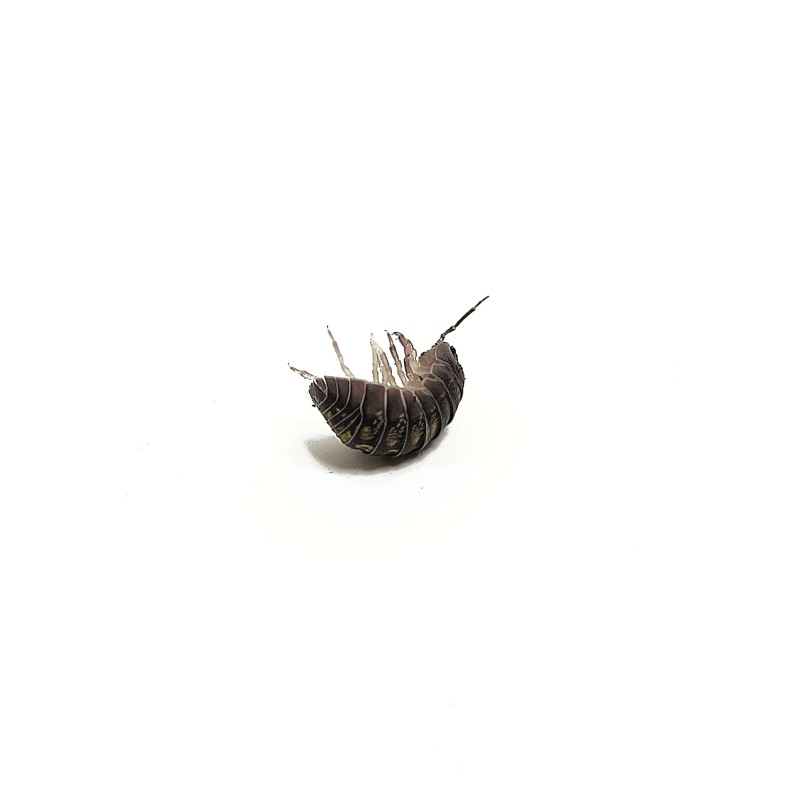 10x Armadillidium granulatum | R&oacute;wnonogi | Vantis Terra