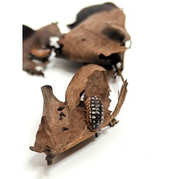 10x Armadillidium werneri | Równonogi | Vantis Terra