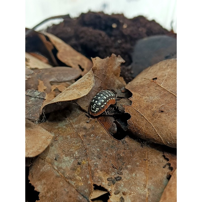 10x Armadillidium werneri | Równonogi | Vantis Terra 10x Armadillidium werneri | Równonogi | Vantis Terra