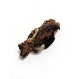 10x Armadillidium vulgare "magic potion" | Równonogi | Vantis Terra