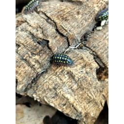 10x Armadillidium gestroi | Równonogi | Vantis Terra 10x Armadillidium gestroi | Równonogi | Vantis Terra