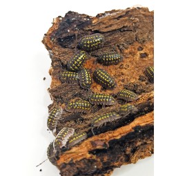 10x Armadillidium gestroi | Równonogi | Vantis Terra 10x Armadillidium gestroi | Równonogi | Vantis Terra