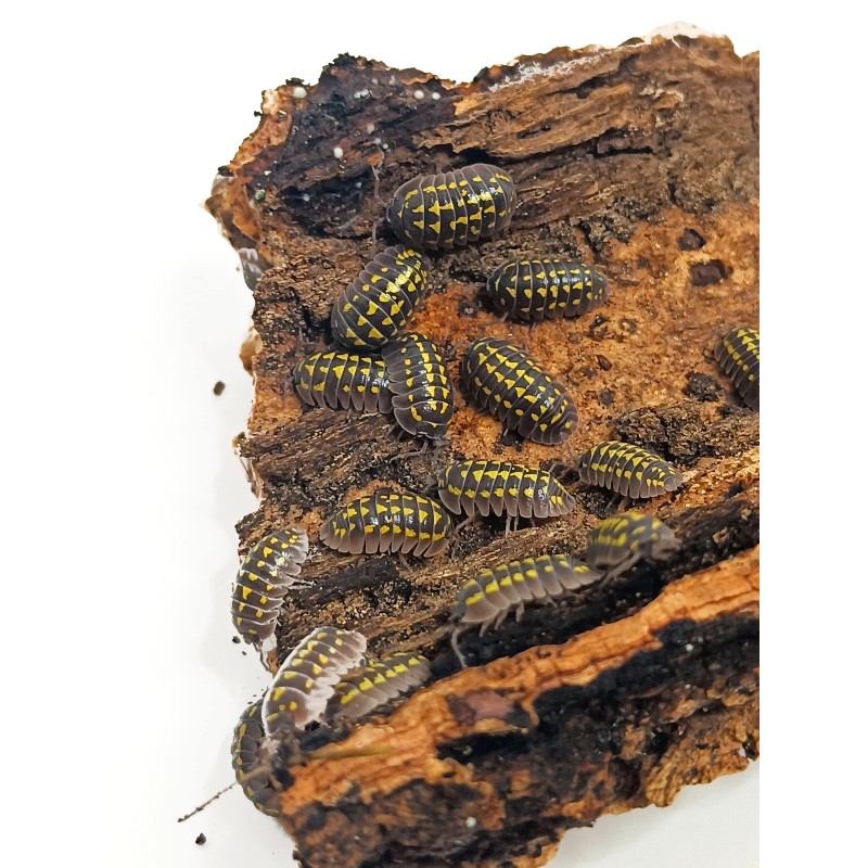 10x Armadillidium gestroi | Równonogi | Vantis Terra 10x Armadillidium gestroi | Równonogi | Vantis Terra