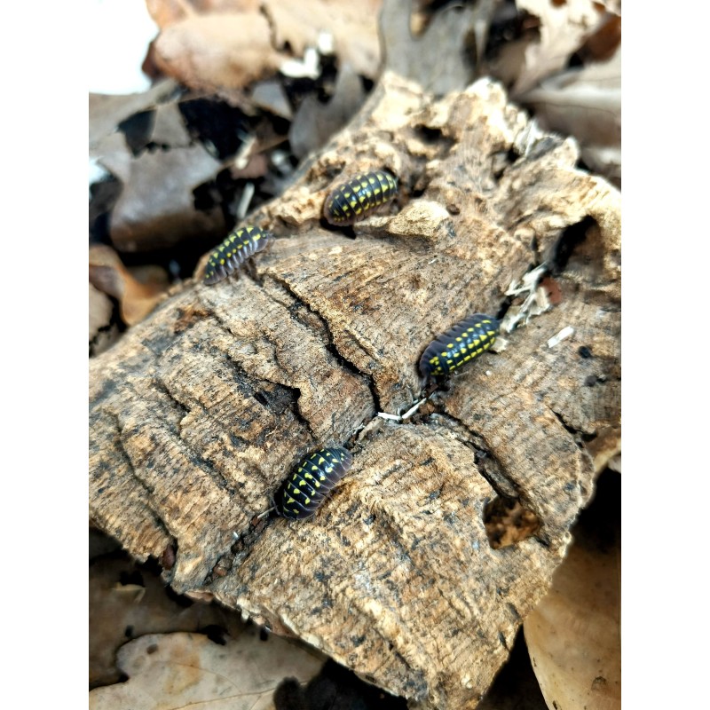 10x Armadillidium gestroi | Równonogi | Vantis Terra 10x Armadillidium gestroi | Równonogi | Vantis Terra