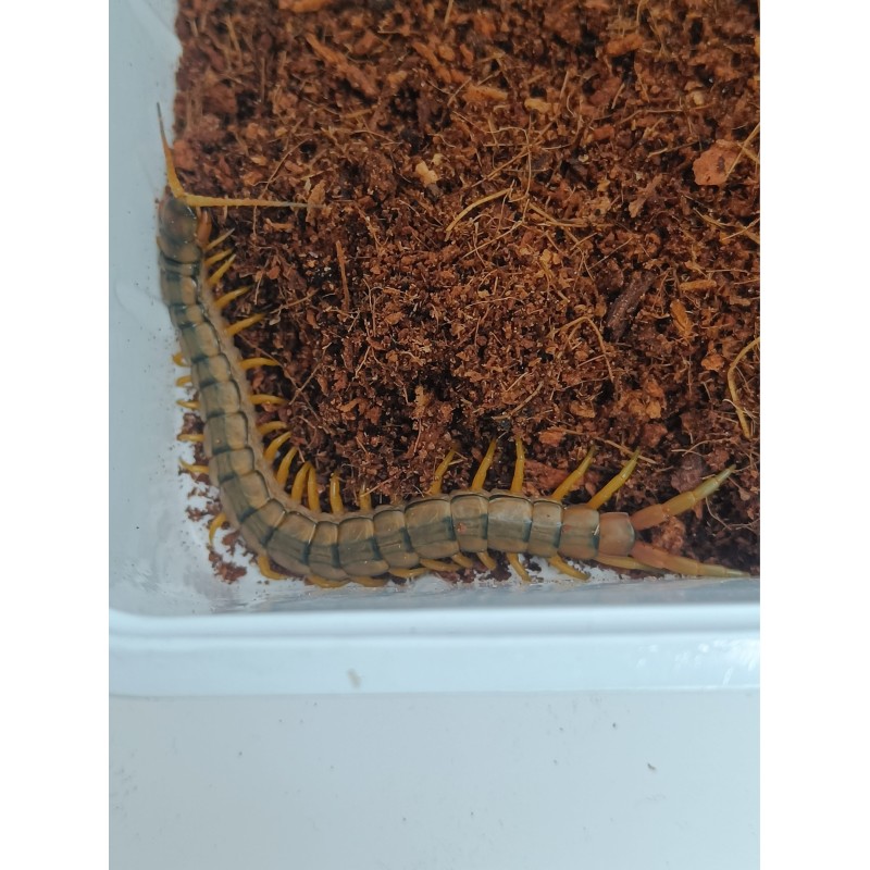 Skolopendra paskowana (Scolopendra cingulata) 5-6 cm | Strona główna | Vantis Terra Skolopendra paskowana (Scolopendra cingulata) 5-6 cm | Strona główna | Vantis Terra