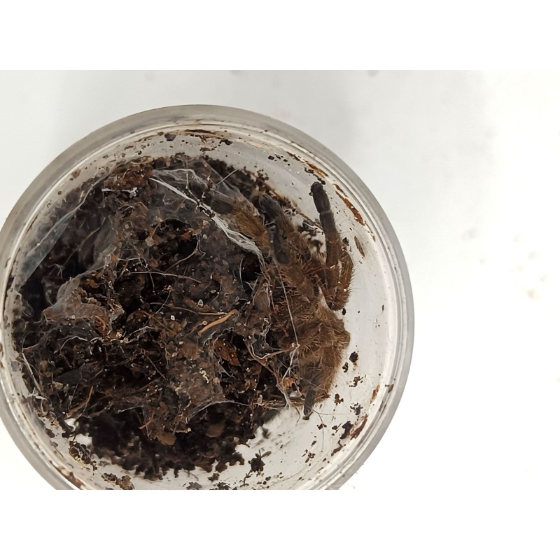 Chilobrachys huahini L2 | Ptaszniki | Vantis Terra