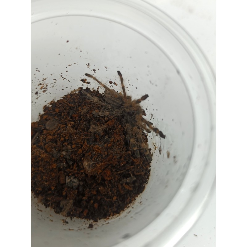 Poecilotheria rufilata L2 | Pajęczaki | Vantis Terra