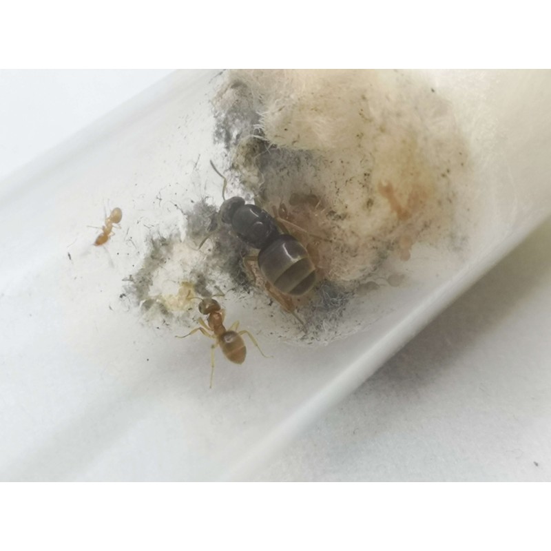 Lasius flavus | Mrówki | Vantis Terra