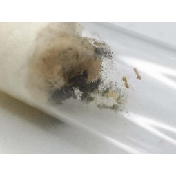 Lasius flavus | Mrówki | Vantis Terra