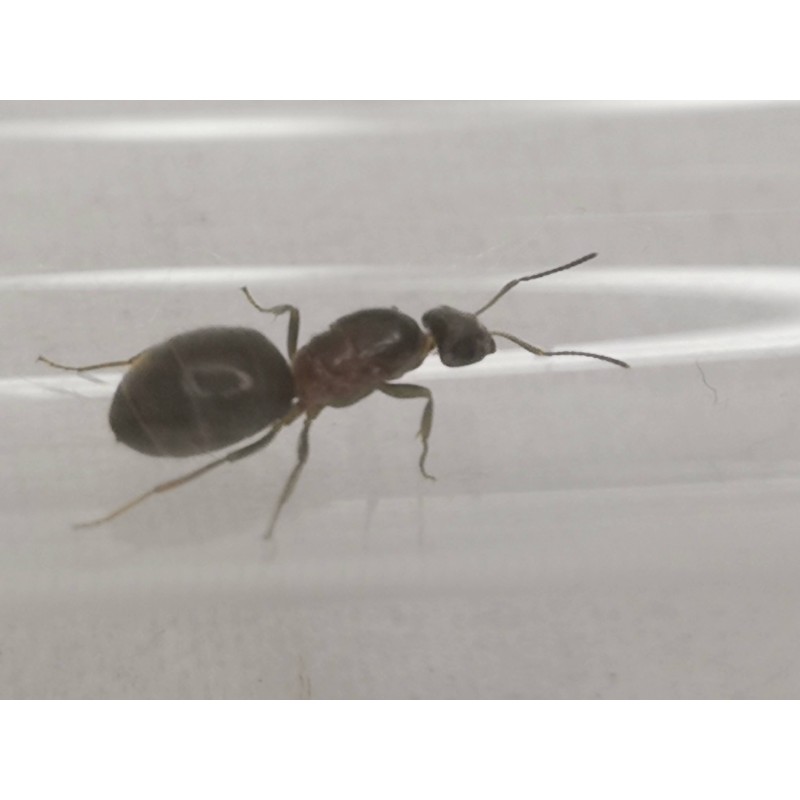 Lasius emarginatus | Mrówki | Vantis Terra