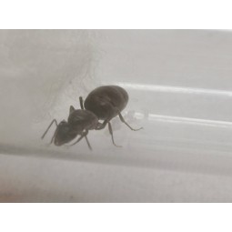 Lasius emarginatus | Mrówki | Vantis Terra