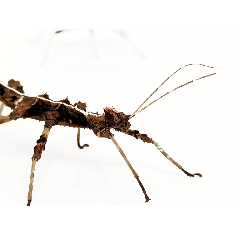 Straszyk filipiński (Sungaya inexpectata) | Pozostałe | Vantis Terra Straszyk filipiński (Sungaya inexpectata) | Pozostałe | Vantis Terra