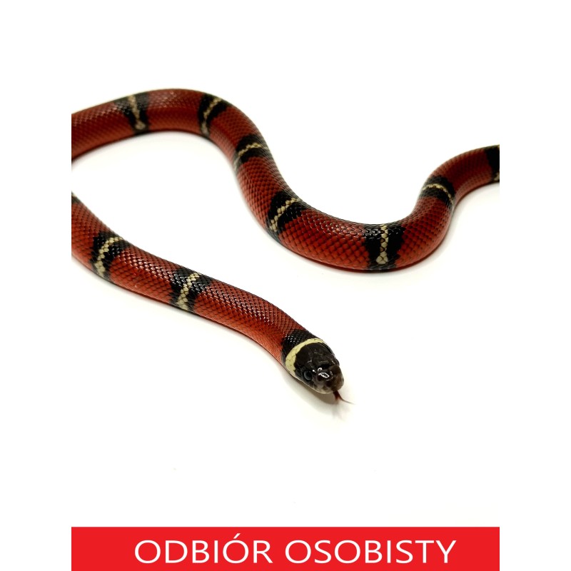 Lancetogł&oacute;w mleczny (Lampropeltis polyzona) ex Lampropeltis triangulum sinaloae | Zwierzęta | Vantis Terra